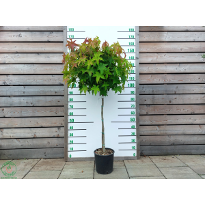  Ambrovník styraxový (Liquidambar styraciflua) ´GUMBALL´ - výška 130-160 cm, obvod kmeňa: 8/10 cm, kont. C20/25L - NA KMIENKU 